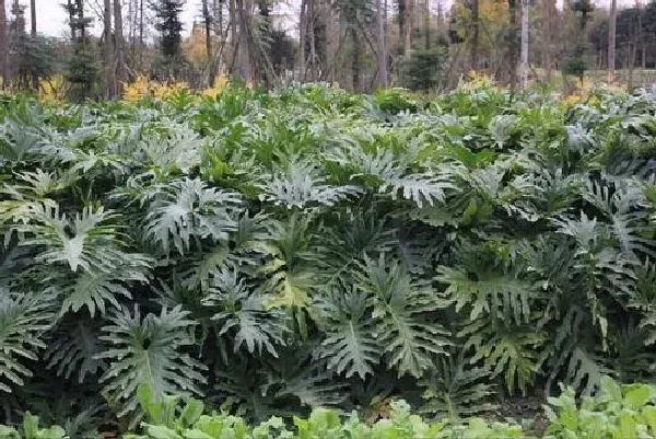 植物浇水|龟背竹浇水要浇透吗 浇水浇多少合适