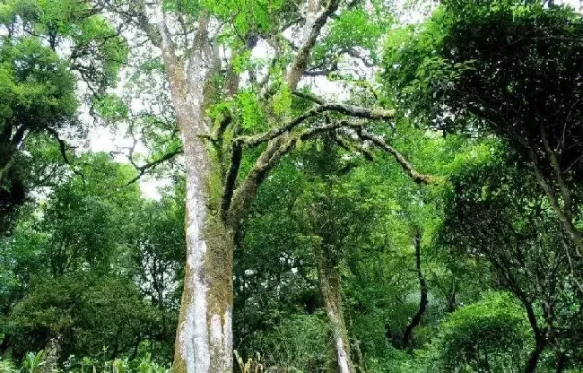 习性特点|普洱古树茶和老树茶的区别