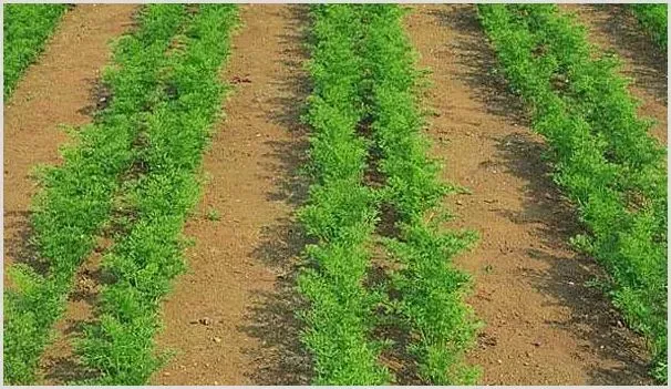 头伏萝卜二伏菜，胡萝卜这样种植能高产！ | 种植技术