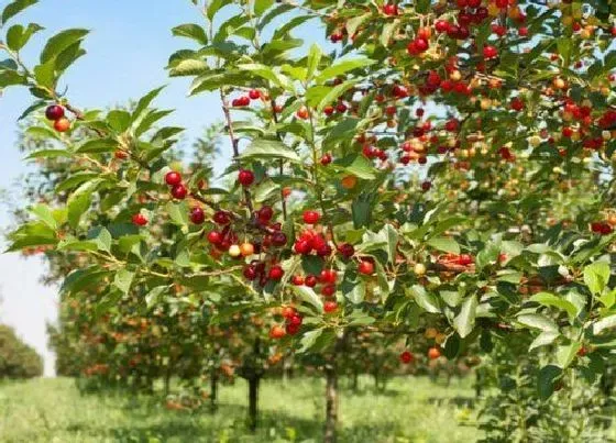 植物修剪|樱桃树冬季剪枝方法，红灯大樱桃修剪管理方法）