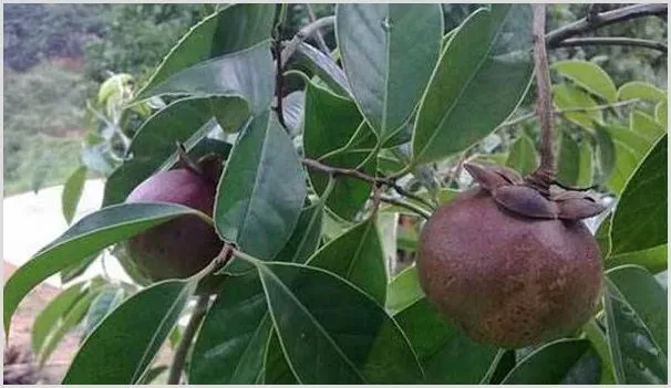 山竹怎么挑选？山竹种植赚钱吗 | 养殖技术