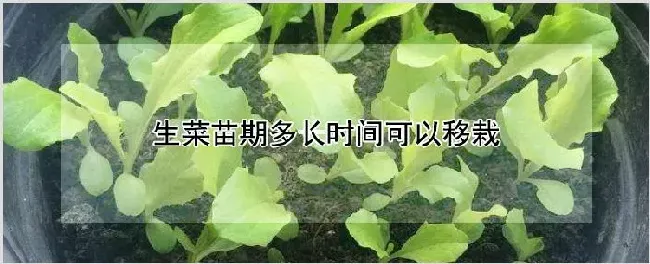 生菜苗期多长时间可以移栽 | 种植技术