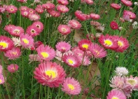 不开花|松叶菊为什么不开花