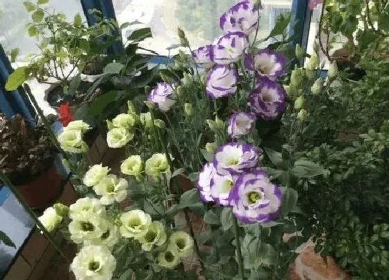 植物繁殖|洋桔梗怎么繁殖方法和注意事项