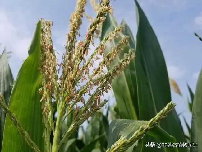 种植管理|下雨对玉米授粉有影响吗，授粉期连续降雨影响产量吗）