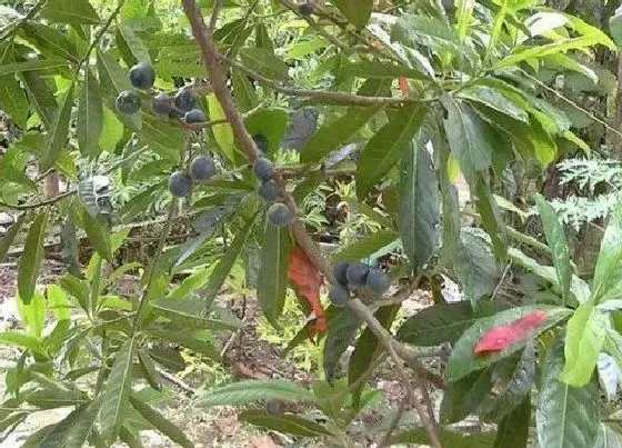 种植管理|金刚树几年结果实