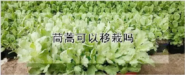 茼蒿可以移栽吗 | 农业技术