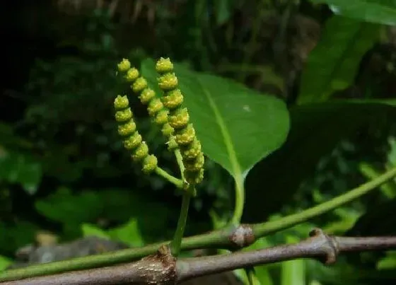 植物排行|常见裸子植物有哪些