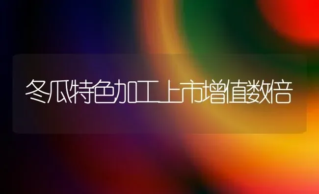 冬瓜特色加工上市增值数倍 | 蔬菜种植