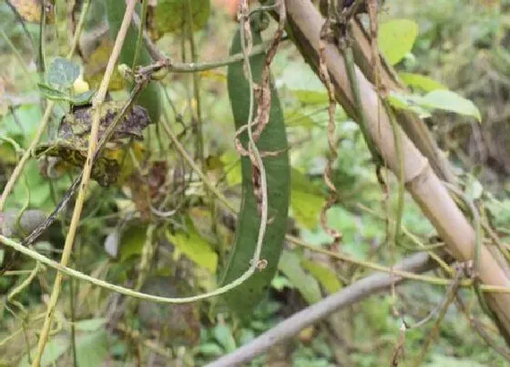 种植管理|刀豆什么季节种植合适