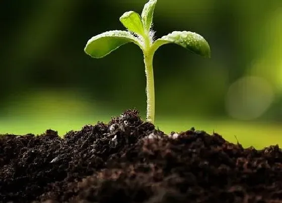 植物播种|太阳花什么时候播种最好