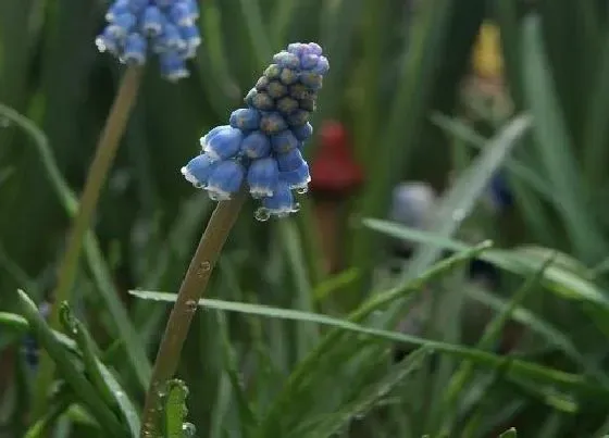 不开花|风信子为什么不开花