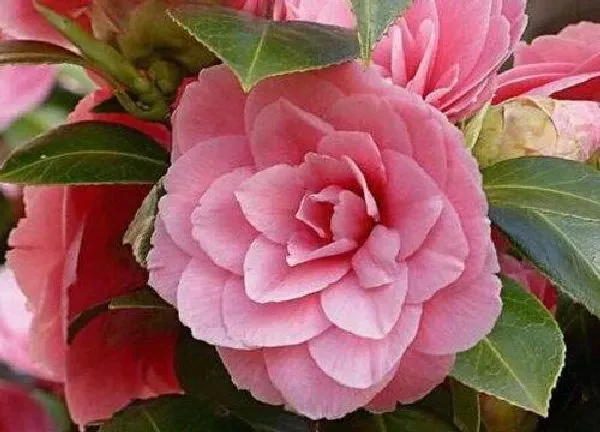 养殖科普|山茶花在北方能养活吗（买回来的山茶花怎么养不活）