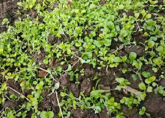 种植管理|生菜种植间距是多少