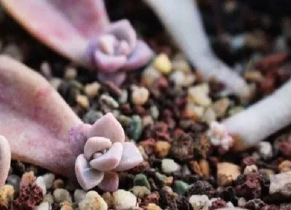 植物扦插|多肉叶插能不能用爆芽素（多肉植物爆芽素怎么使用）