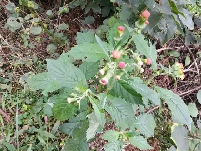 功效常识|野茼蒿的功效与作用