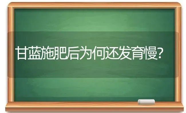 甘蓝施肥后为何还发育慢？ | 种植肥料施肥