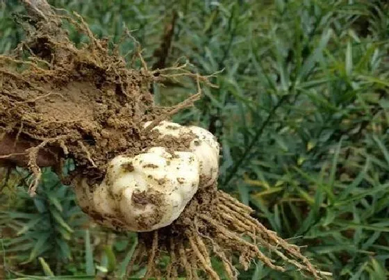 植物产地|百合哪里产的最好
