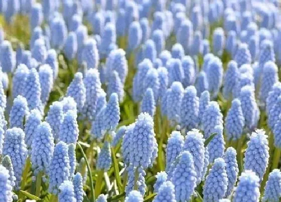 花语|蓝色风信子花语及代表意义