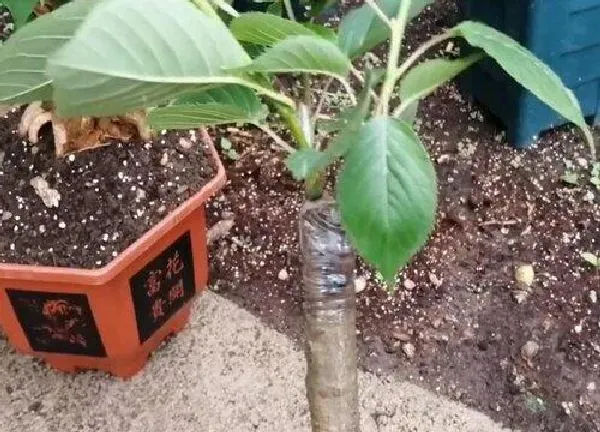 植物扦插|樱桃树插枝能活吗