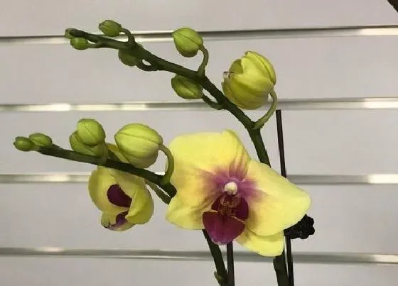 植物种类|蝴蝶兰品种名称及图片 各种颜色蝴蝶兰大全