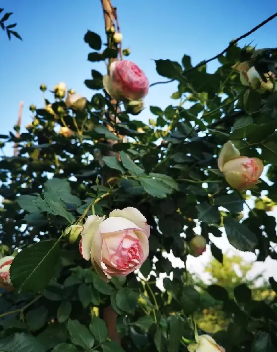 植物百科|龙沙宝石月季优缺点（龙沙宝石是藤本还是灌木月季图片）