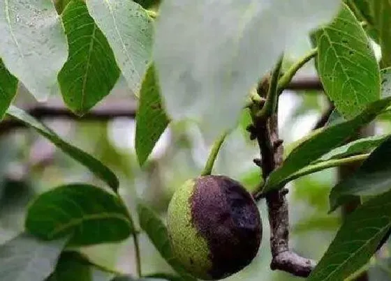 植物虫害|核桃病虫害防治技术与方法措施