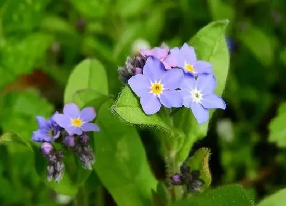 种植方法|勿忘我怎么种植 栽种时间和方法