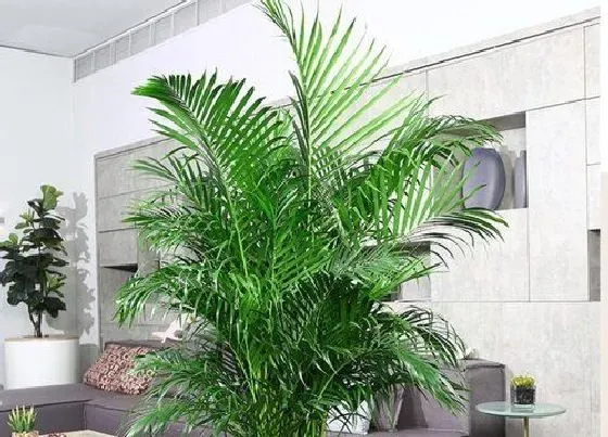 植物排行|棕榈科植物有哪些