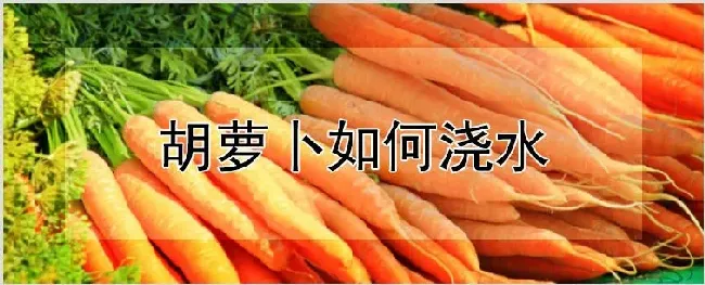 胡萝卜如何浇水 | 养殖技术