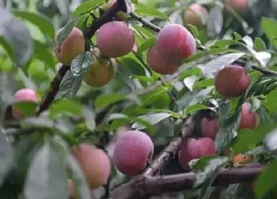 果实成熟|桐乡檇李什么时候成熟上市