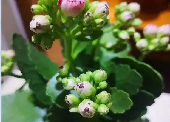 植物百科|长寿花是多年生吗