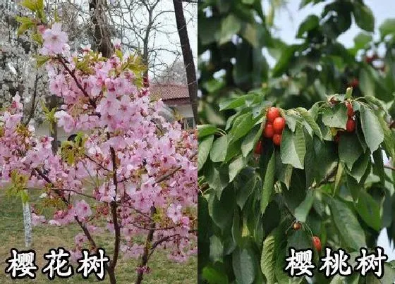 植物种类|樱花树和樱桃树是一种树吗