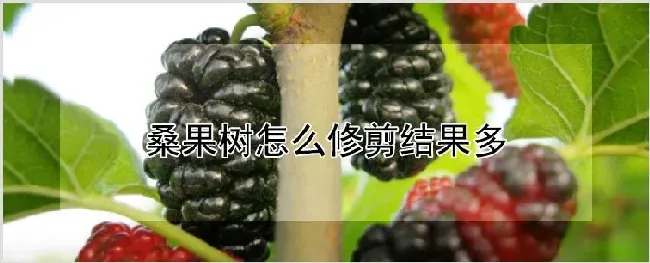 桑果树怎么修剪结果多 | 耕种资料
