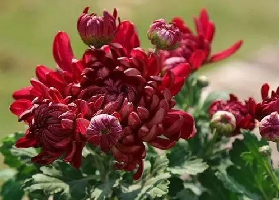 植物寓意|花中隐士指的是什么花名（菊花称号为花中隐逸者）