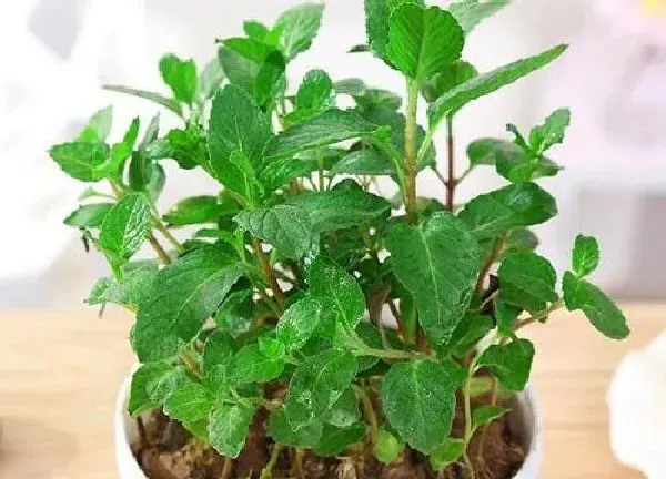 养殖科普|迷迭香喜阴还是喜阳光的植物