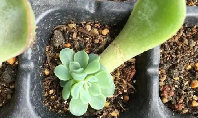 植物扦插|多肉叶插能不能用爆芽素（多肉植物爆芽素怎么使用）