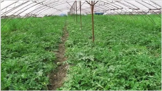 大棚种植西瓜要注意什么 | 耕种资料