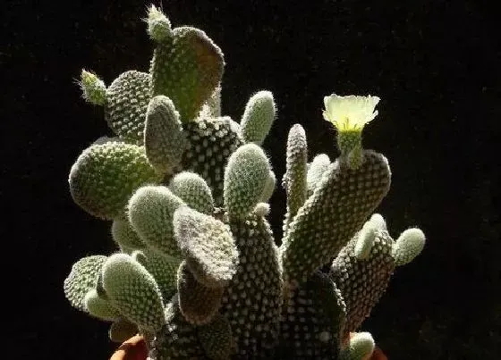 植物百科|白毛掌开花吗 开花什么样子