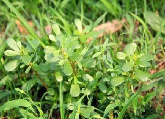 植物百科|和蚂蚁菜很像的草