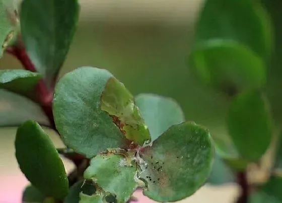 植物虫害|长寿花病虫害防治方法与技术措施