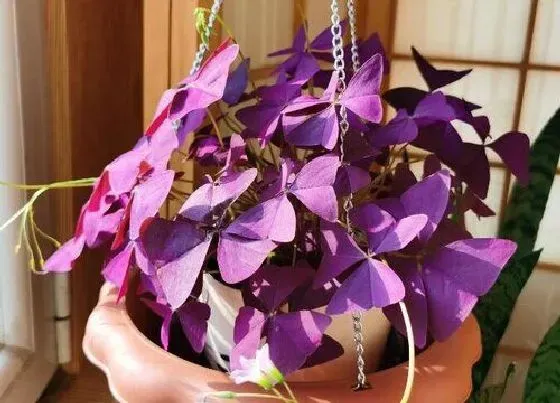 植物种类|酢浆草是水生植物吗