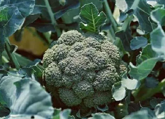 种植管理|西兰花生长期多长时间