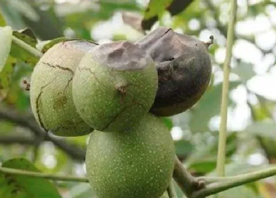 植物虫害|核桃病虫害防治技术与方法措施