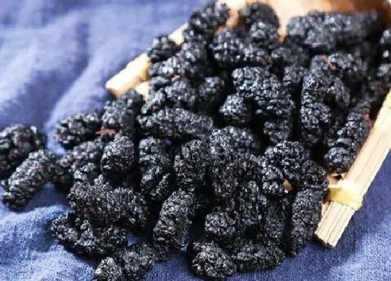 水果科普|紫色的水果有哪些