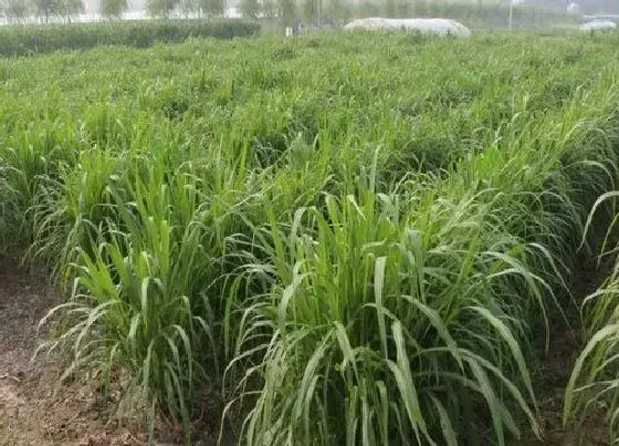 植物百科|杂交王草是多年生吗