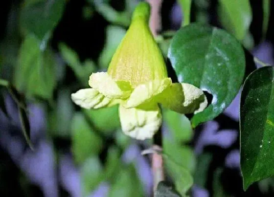 植物百科|富贵树会开花吗 花是什么样子的