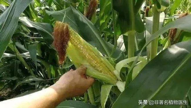 种植管理|下雨对玉米授粉有影响吗，授粉期连续降雨影响产量吗）