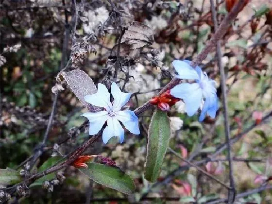 掉叶子|蓝雪花冬天落叶吗 冬季掉叶是怎么回事