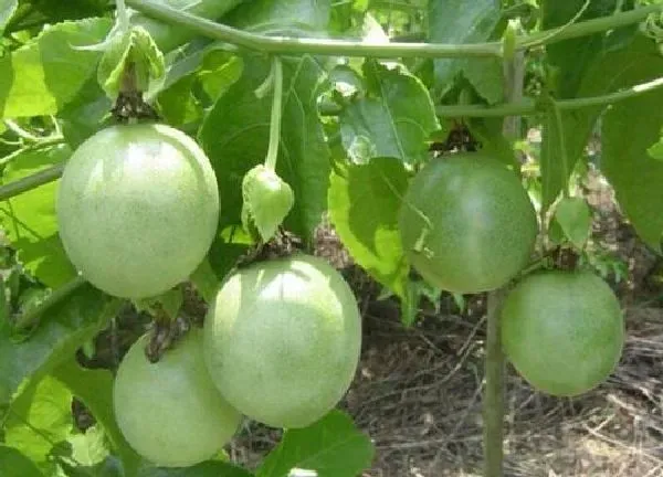 植物浇水|百香果要几天浇一次水 春夏秋冬各不同